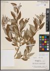 Foto von Salix eriocephala var. watsonii (Bebb) Dorn